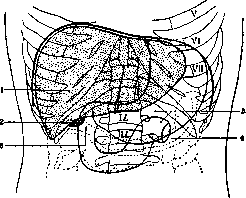 Проекция органов на переднюю стенку