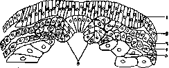 Зародышевые листки тритона