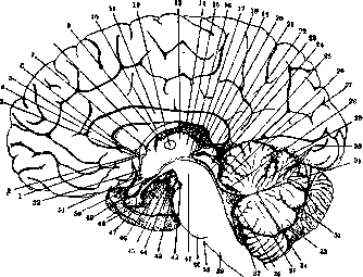 Сагитальный разрез ствола мозга (правая половина)